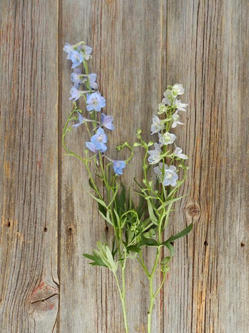 70cm BELLADONNA LIGHT BLUE DELPHINIUM